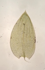 Plagiothecium cavifolium