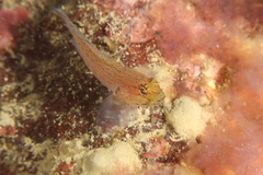 Gobius xanthocephalus