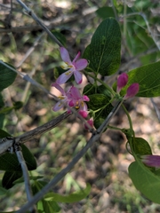 Lonicera tatarica