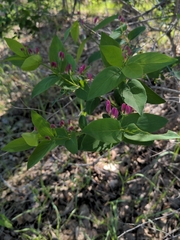 Lonicera tatarica