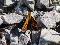 Poanes viator