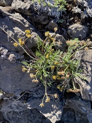 Lomatium graveolens alpinum