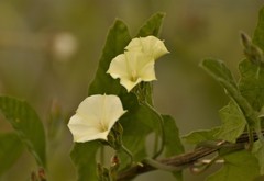 Convolvulus hermanniae