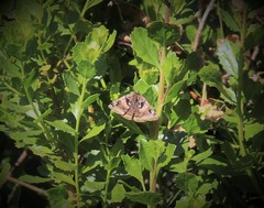 Euclidia ardita
