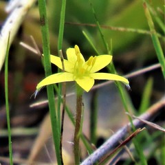 Hypoxis juncea