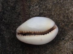 Erronea subviridis