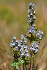 Aconitum rotundifolium