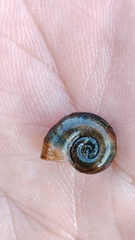 Planorbarius metidjensis