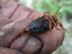 Magicicada septendecula