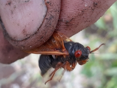Magicicada septendecula