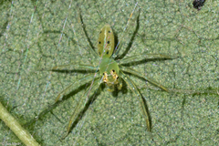 Lyssomanes