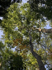 Astronium graveolens