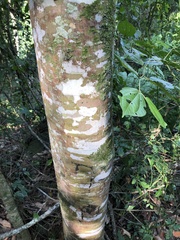 Astronium graveolens