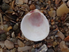 Acrosterigma kerslakae