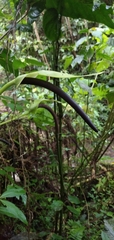 Anthurium bogotense