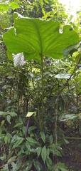 Anthurium bogotense