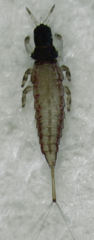 Baenothrips moundi