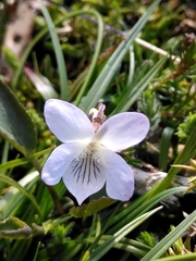 Viola lactea