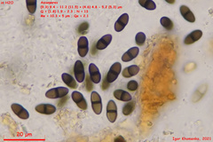 Delitschia perpusilla