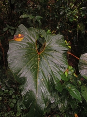Anthurium bogotense