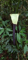 Anthurium bogotense