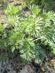 Artemisia absinthium