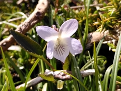 Viola lactea