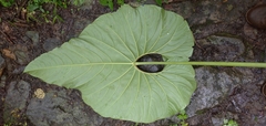 Anthurium bogotense