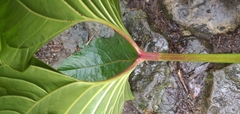 Anthurium bogotense