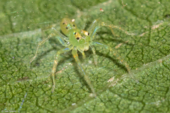Lyssomanes