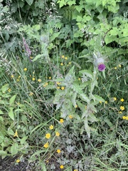 Cirsium edule