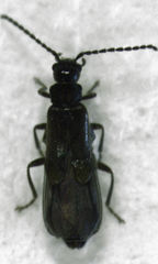 Malthodes pumilus