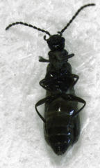 Malthodes pumilus