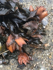 Fucus distichus evanescens