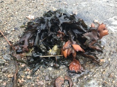 Fucus distichus evanescens