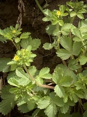 Potentilla rivalis