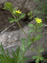 Potentilla rivalis