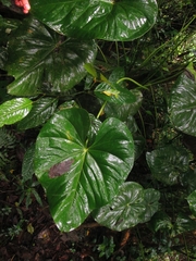Anthurium nymphaeifolium