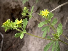 Potentilla rivalis