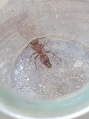 Dasymutilla scaevola