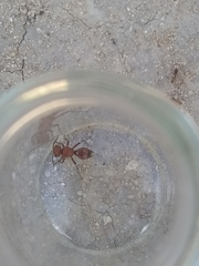 Dasymutilla scaevola