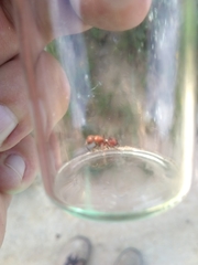 Dasymutilla scaevola