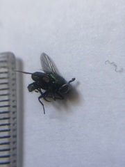 Muscidae