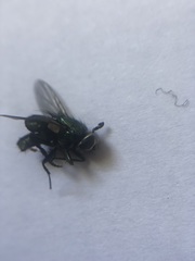 Muscidae