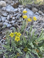 Lomatium graveolens alpinum