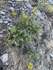 Lomatium graveolens alpinum