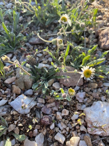Jones' Fleabane (Erigeron jonesii)