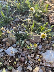 Erigeron jonesii
