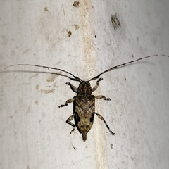 Hylettus seniculus