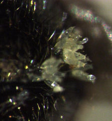 Hesperomyces coccinelloides